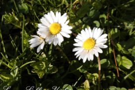 Liebevoll leben und lernen - Sanoas Lieblings Unikate - Gartengestaltung - Gänseblümchen im Garten