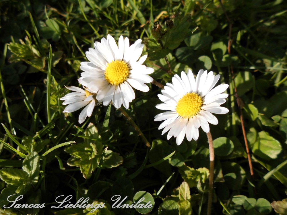 Liebevoll leben und lernen - Sanoas Lieblings Unikate - Gartengestaltung - Gänseblümchen im Garten