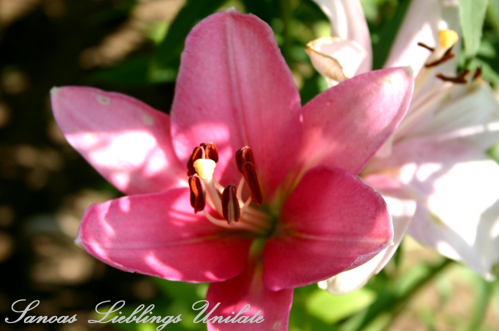 Liebevoll leben und lernen - Sanoas Lieblings Unikate - Gartengestaltung - Lilie im Garten