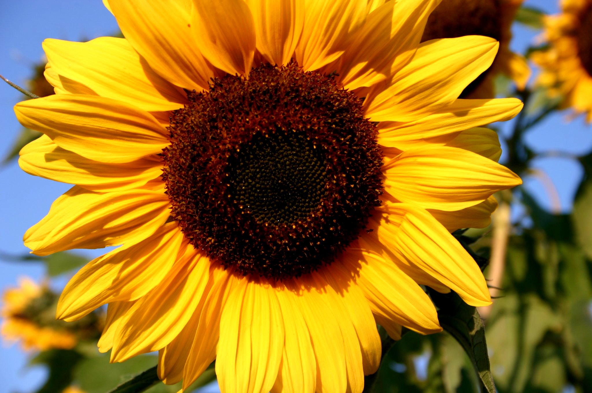 Liebevoll leben und lernen - Sanoas Lieblings Unikate - Gartengestaltung - Sonnenblume im Garten