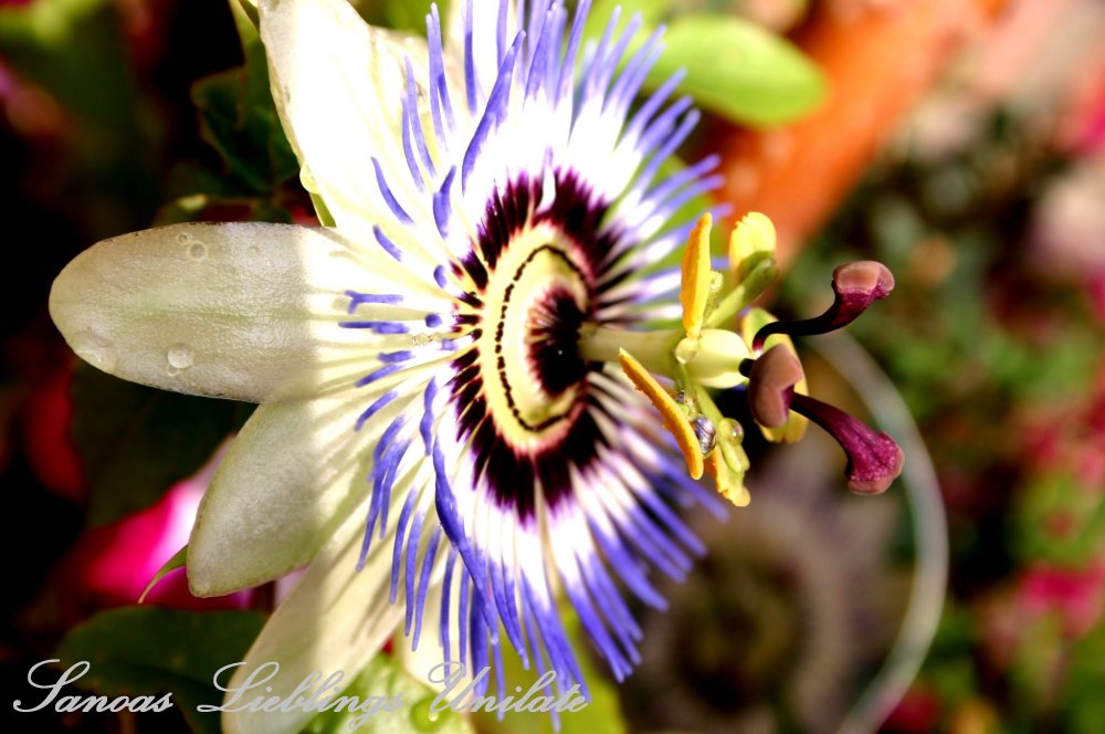 Liebevoll leben und lernen - Sanoas Lieblings Unikate - Gartengestaltung - Passionsblume im Garten