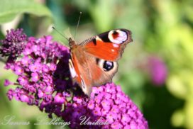 Liebevoll leben und lernen - Sanoas Lieblings Unikate - Gartengestaltung - Sommerflieder zieht viele Schmetterlinge an und duftet sehr