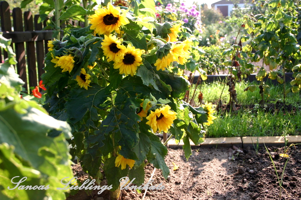 Liebevoll leben und lernen - Sanoas Lieblings Unikate - Gartengestaltung - Sonnenblumen sind in vielerlei Hinsicht sehr nützlich im Garten